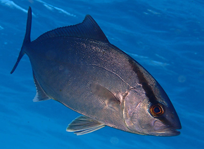 amberjack