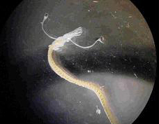 long-eyed larval fish long-eyed larval fish