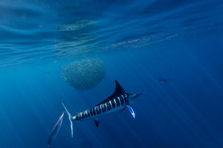 Fly Fishing Film Tour Marlin