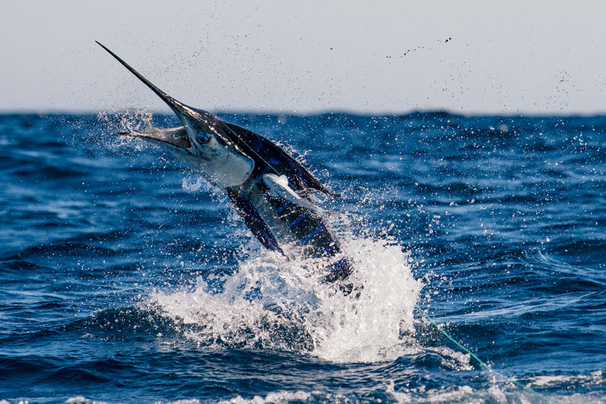 Fly Fishing Film Tour Marlin