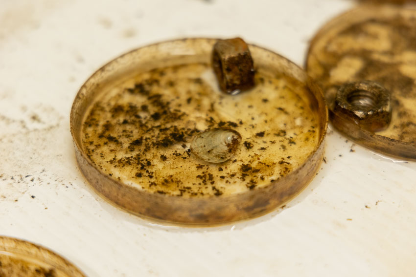 Karina Ledezma Seed Oyster Thesis