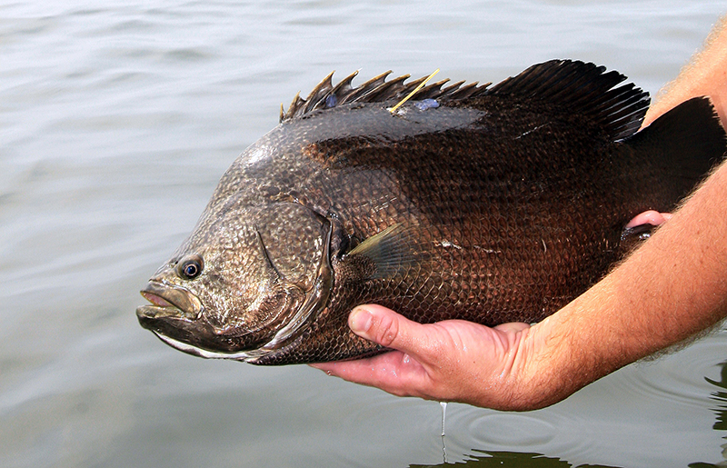 tagged tripletail