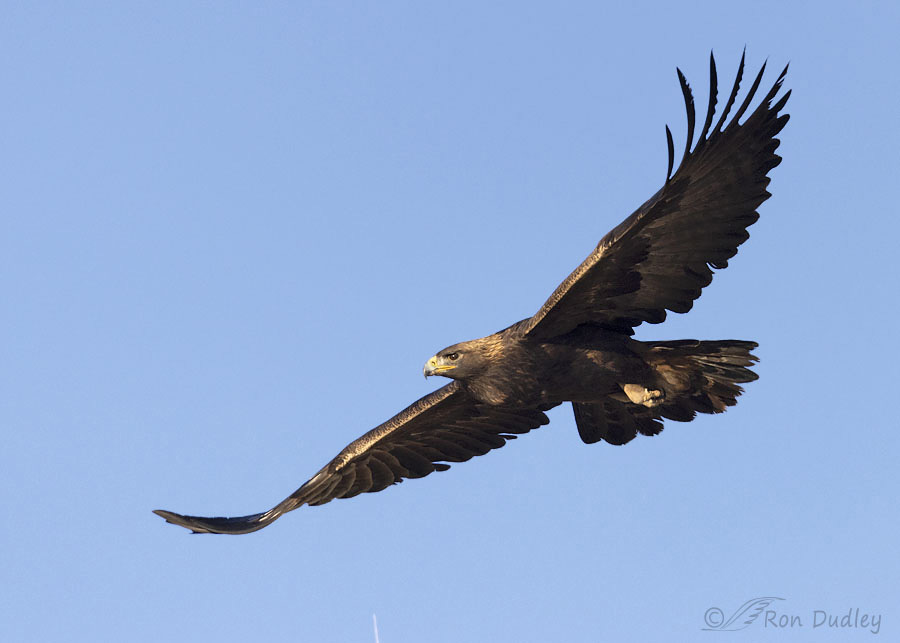 Eagle