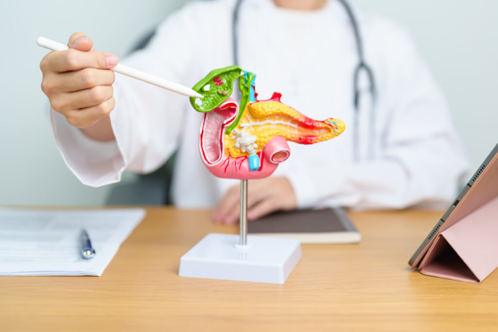 Gallbladder Model Stock Image